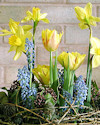 Daffodil & Tulips Flower Arrangement for Easter