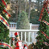 Outdoor Christmas Trees - Ideas for Display and Decor