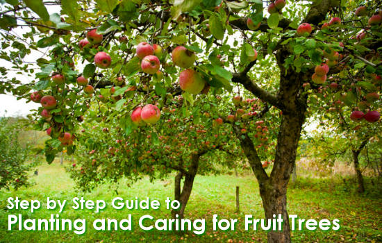 Step by Step Guide to Planting and Caring for Fruit Trees