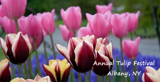 Annual Tulip Festival, Albany, NY
