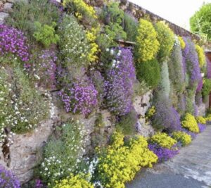 Living Retaining Wall